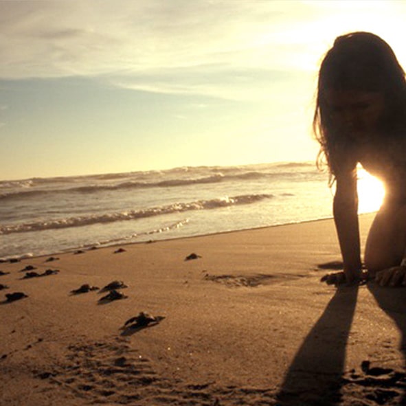 Liberacion de tortugas en Acapulco